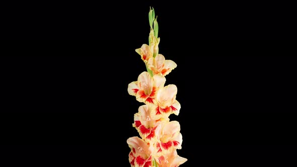 Time lapse of Opening Yellow - Red Gladiolus Flower