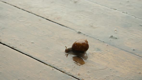 Snail Crawling Under The Heavy Rain, Gigant Snail On The Wooden Floor.  alt