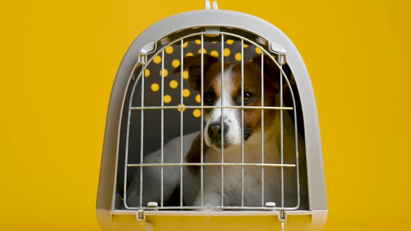 Jack Russell Terrier dog sitting in a closed cage for carrying dogs