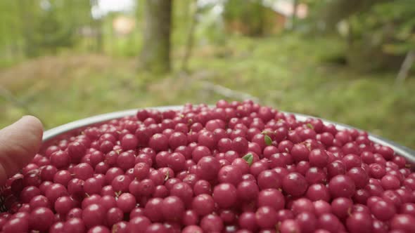 CLOSE UP, freshly foraged Lingonberries are placed on a forest floor alt