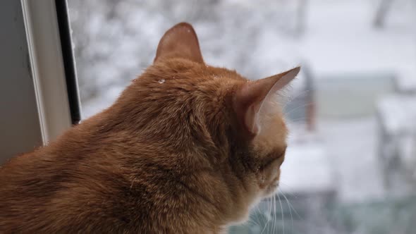 Portrait of a Ginger Cat Closeup Slowmo