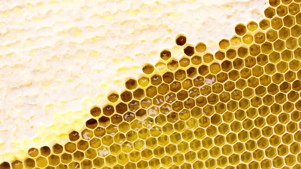 Close Up of Honey Wood Wax Frame Honeycomb  Slow Motion alt