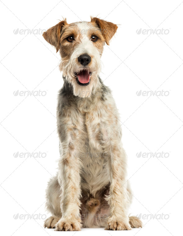 Close-up of a Fox terrier sitting, facing, panting, isolated on white