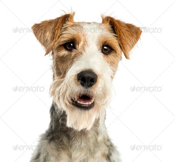 Close-up of a Fox terrier facing, panting, isolated on white