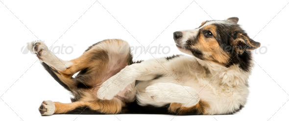 Side view of a Border collie lying on its back, submissive, isolated on white