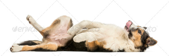 Side view of a Border collie lying on its back, submissive, isolated on white