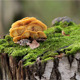Mushrooms on Stump Mushrooms on Stump - VideoHive Item for Sale