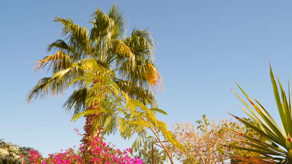 Palm and Acacia On a Background Of Blue Sky
