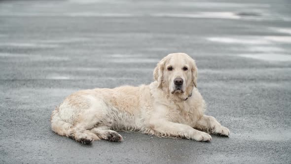Resting Golden Retriever alt