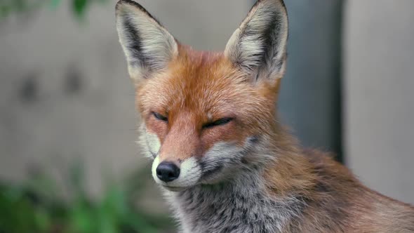 Fox looking around looking tired alt