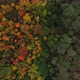 Dense autumn forest - VideoHive Item for Sale