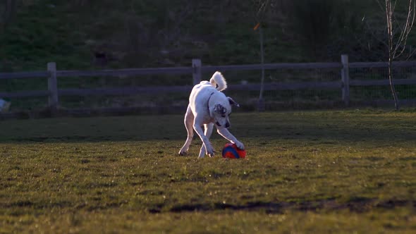White Dog Chasing And Catching Ball On The Field. - wide shot alt