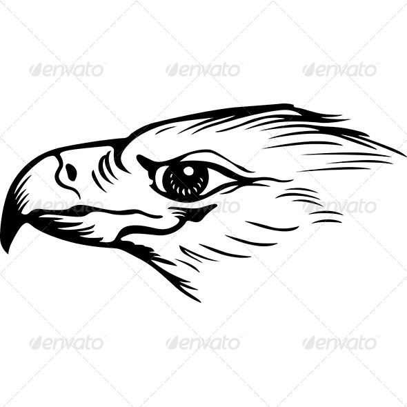 Eagle - Animals Characters