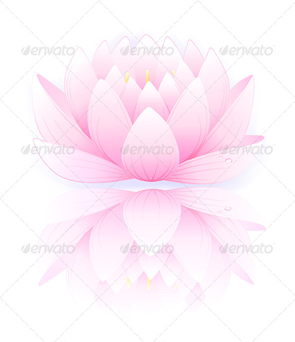 Pink Lotus - Flowers & Plants Nature