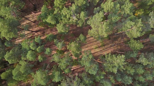 Aerial View of Summer Background with Pine Forest