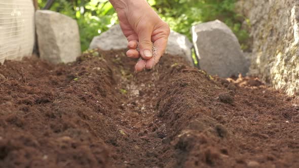 Farmer seeding organic agriculture cultivation. Placing seed in farm at slow motion. Gardener woman alt
