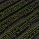 Green field rows top view drone shot in 4k - VideoHive Item for Sale