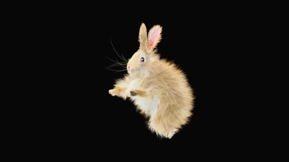 Rabbit Dancing HD alt