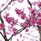Spring Blossom - VideoHive Item for Sale