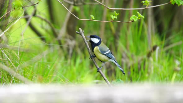 Great Tit alt