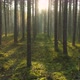 Forest in Morning - VideoHive Item for Sale