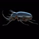 Eupatorus Gracilicornis Insect - VideoHive Item for Sale