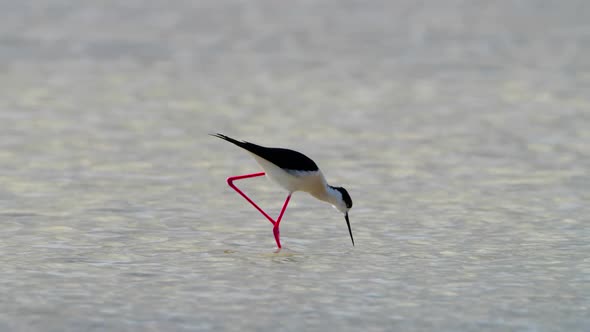 Small Bird in Shallow Water River or Lake An Animal in Its Natural Habitat Nature Wildlife Safari alt