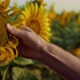 Hands Examining Sunflower Seeds Quality Closeup - VideoHive Item for Sale