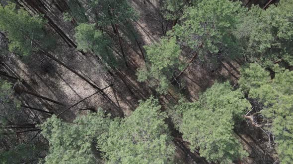 Pine Forest in the Afternoon Aerial View Slow Motion alt