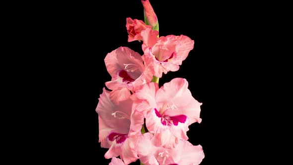 Time lapse of Opening Pink Gladiolus Flower alt