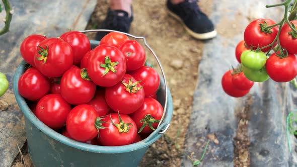 Freshly Harvested Ripe Tomatoes in the Bucket alt