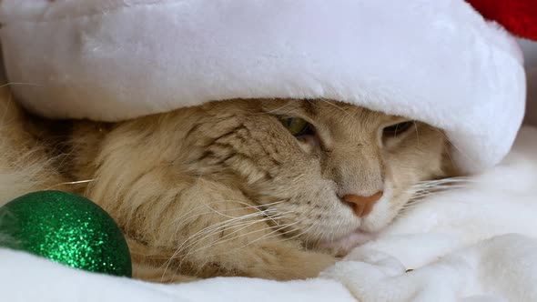 A Christmas cat in a Christmas red Santa hat on a white bed falls asleep.  Maine Coon cat. alt