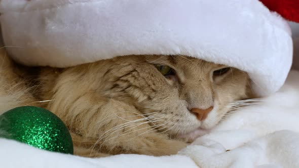 A Christmas cat in a Christmas red Santa hat on a white bed falls asleep.  Maine Coon cat.