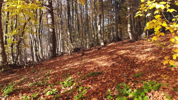 Dry Autumn leaves on Pristine Natural Forest Floor