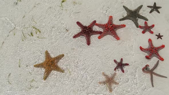 Lot of Colorful Starfish Lies on Sandy Beach in the Ocean Shallow Starry Sky alt