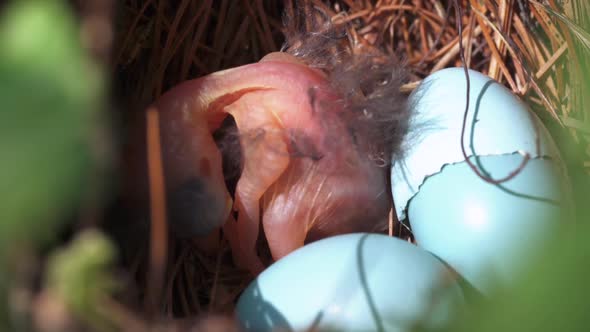 Extreme close up of newborn baby bird fidgeting in its nest next to its cracked egg alt