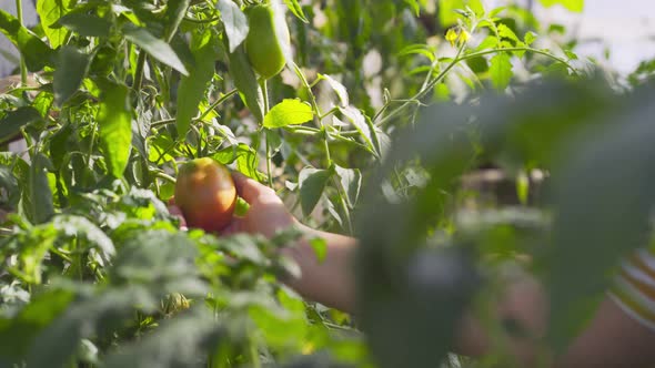 Woman Touch Tomatoes Ripen on Green Bush in Greenhouse