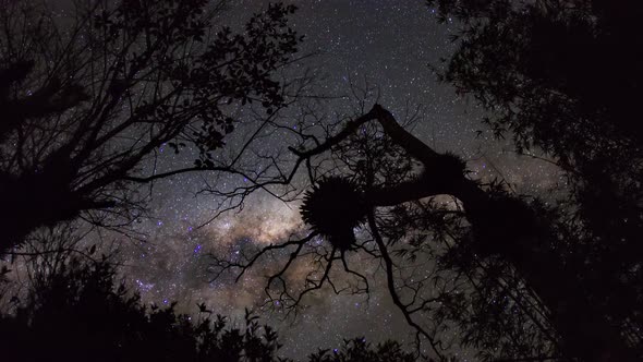 Time lapse 4K - Tree and the Milky Way
