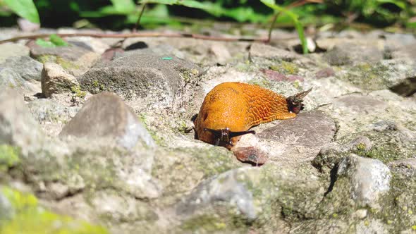 Snail Without Armor alt