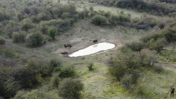 Documentarists shoot a european bison herd by a watering hole,Czechia. alt