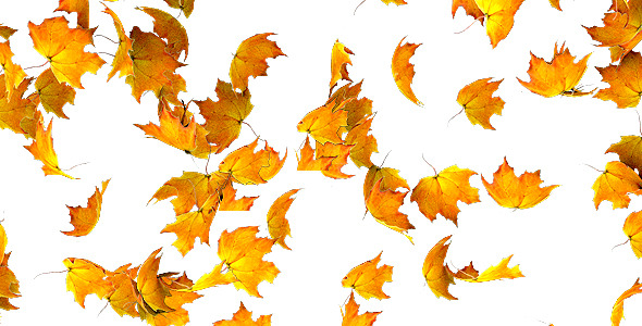 Maple Leaf Falling Transition