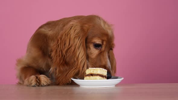 English Cocker Spaniel Eating a Slice of Cake Sitting at a Table in the Studio on a Pink Background alt