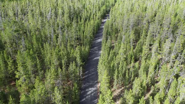 Flying over pine tree forest viewing road cutting through the thick trees alt