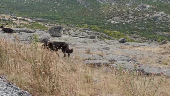 Black goat and sheepdog walking on mountain of Serra da Estrela in Portugal. Static view alt