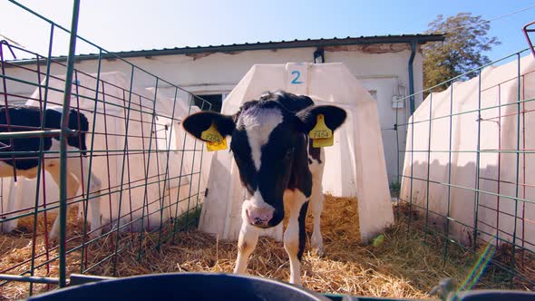 Livestock Farm. Little Calf on the Farm. Nursery with Small Calves on a Dairy Farm. A Little Calf alt