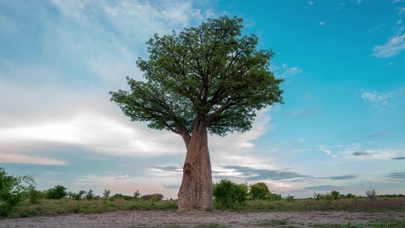 Baobab Tree At Nxai Pan National Park In Botswana. - timelapse alt