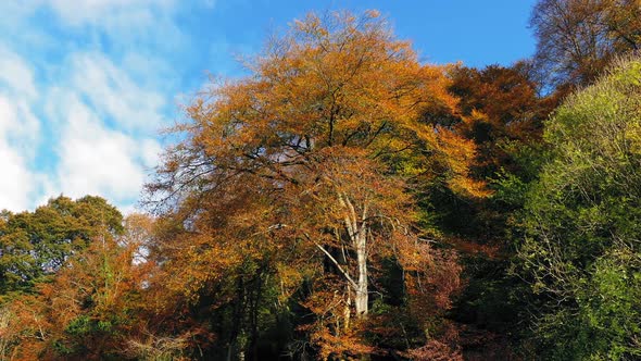 Large Woodland Trees In Fall Colors alt