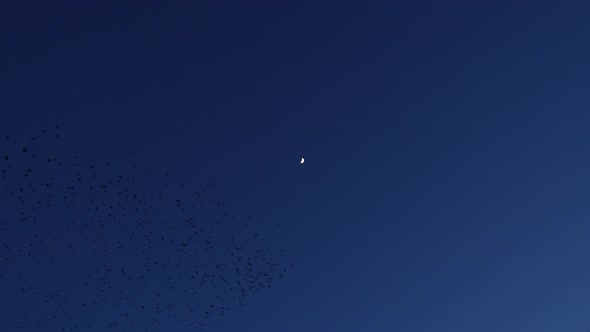 Starlings Dance In Front Of A Crescent Moon During Murmuration