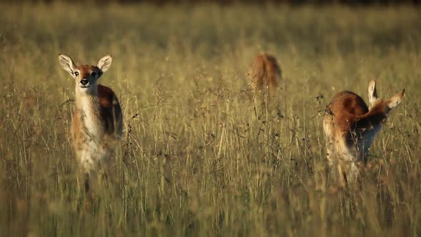 Red Lechwe Antelopes In Grassland alt