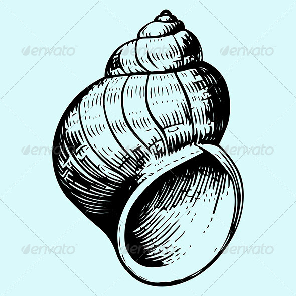 Seashell - Organic Objects Objects